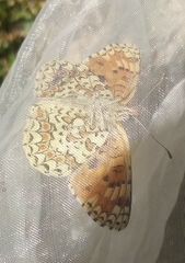 Melitaea pseudornata