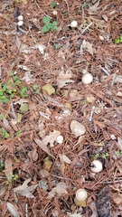 Psathyrella longipes image
