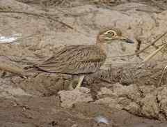 Burhinus senegalensis