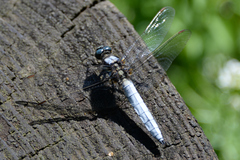 Orthetrum japonicum