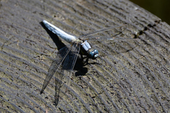Orthetrum japonicum