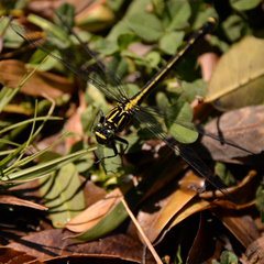 Asiagomphus melaenops