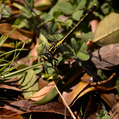 Asiagomphus melaenops