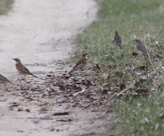 Turdus eunomus × naumanni