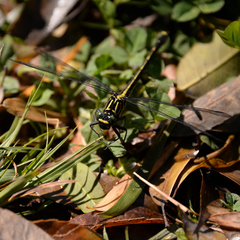 Asiagomphus melaenops