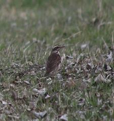 Turdus eunomus × naumanni