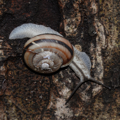 Euhadra peliomphala