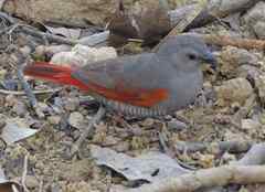 Pytilia phoenicoptera