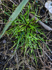 Cyperus aquatilis