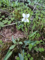 Viola patrinii