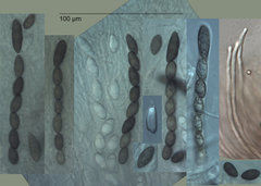 Phaeohelotium undulatum