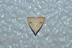 Rivula sericealis