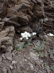 Noccaea cochleariformis