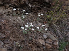 Noccaea cochleariformis