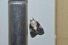 Negritothripa hampsoni