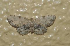 Microcalicha sordida