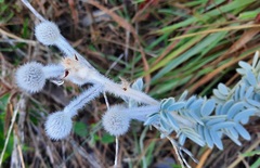 Mimosa lanuginosa