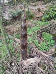 Phyllostachys edulis