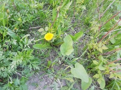 Taraxacum officinale