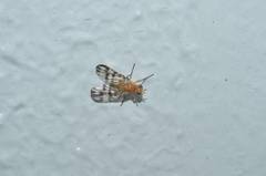 Parageloemyia quadriseta