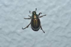 Anomala octiescostata