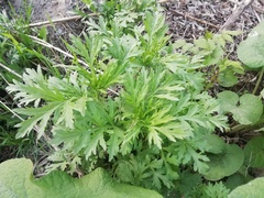 Artemisia vulgaris