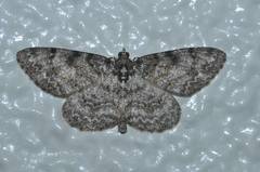 Protoboarmia faustinata