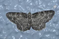 Protoboarmia faustinata
