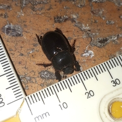 Temnorhynchus retusus