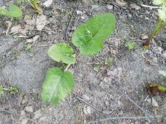 Arctium tomentosum