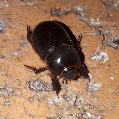 Temnorhynchus retusus