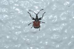 Phialodes rufipennis