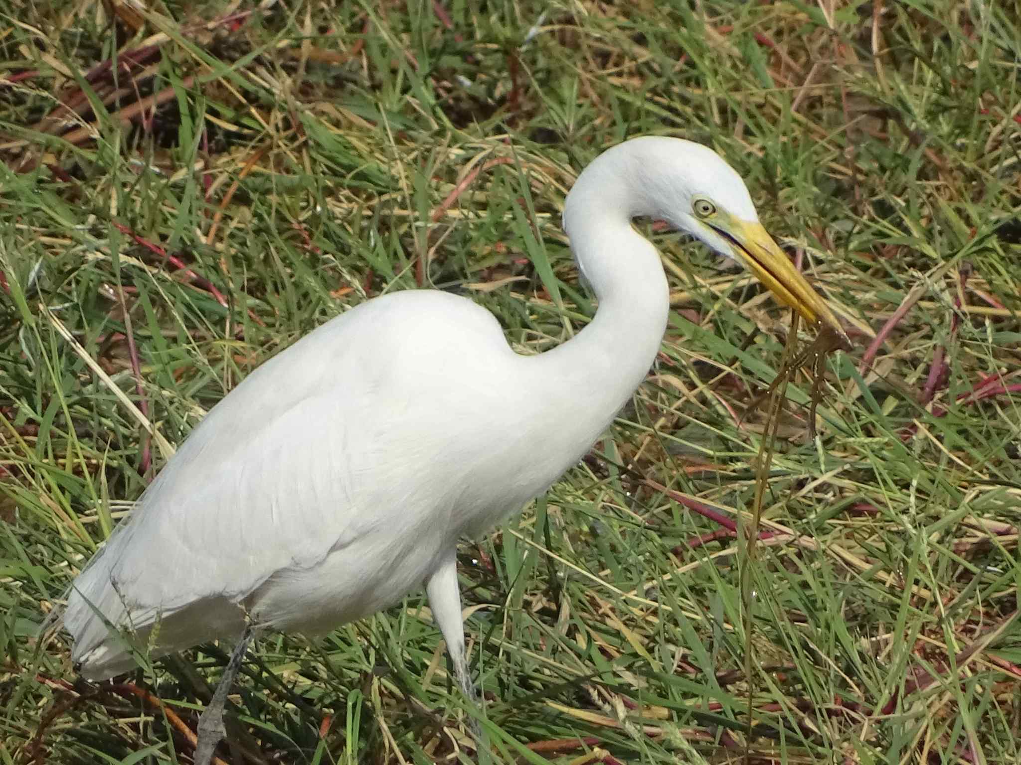 Medium egret (Ardea intermedia) · iNaturalist United Kingdom