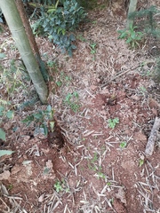 Phyllostachys edulis