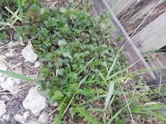 Urtica dioica