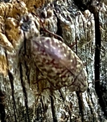 Epitragodes tomentosus