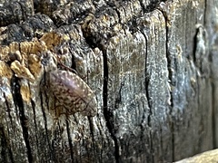 Epitragodes tomentosus