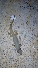 Hemidactylus frenatus