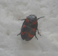 Cercopis arcuata