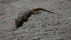 Hemidactylus frenatus