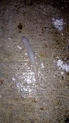 Hemidactylus frenatus
