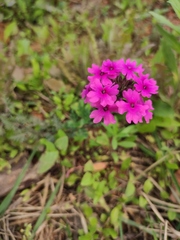 Glandularia tenera