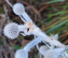 Mimosa lanuginosa