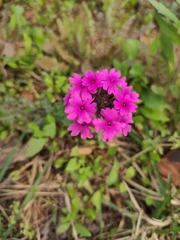 Glandularia tenera