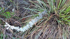 Mimosa lanuginosa