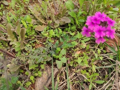 Glandularia tenera