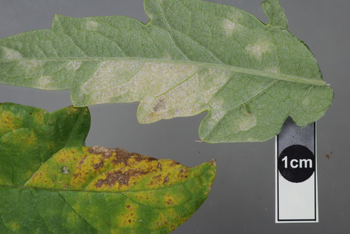 Leveillula lappae · iNaturalist
