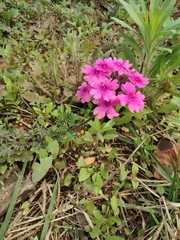 Glandularia tenera