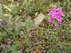 Glandularia tenera