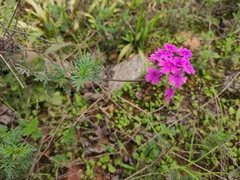 Glandularia tenera